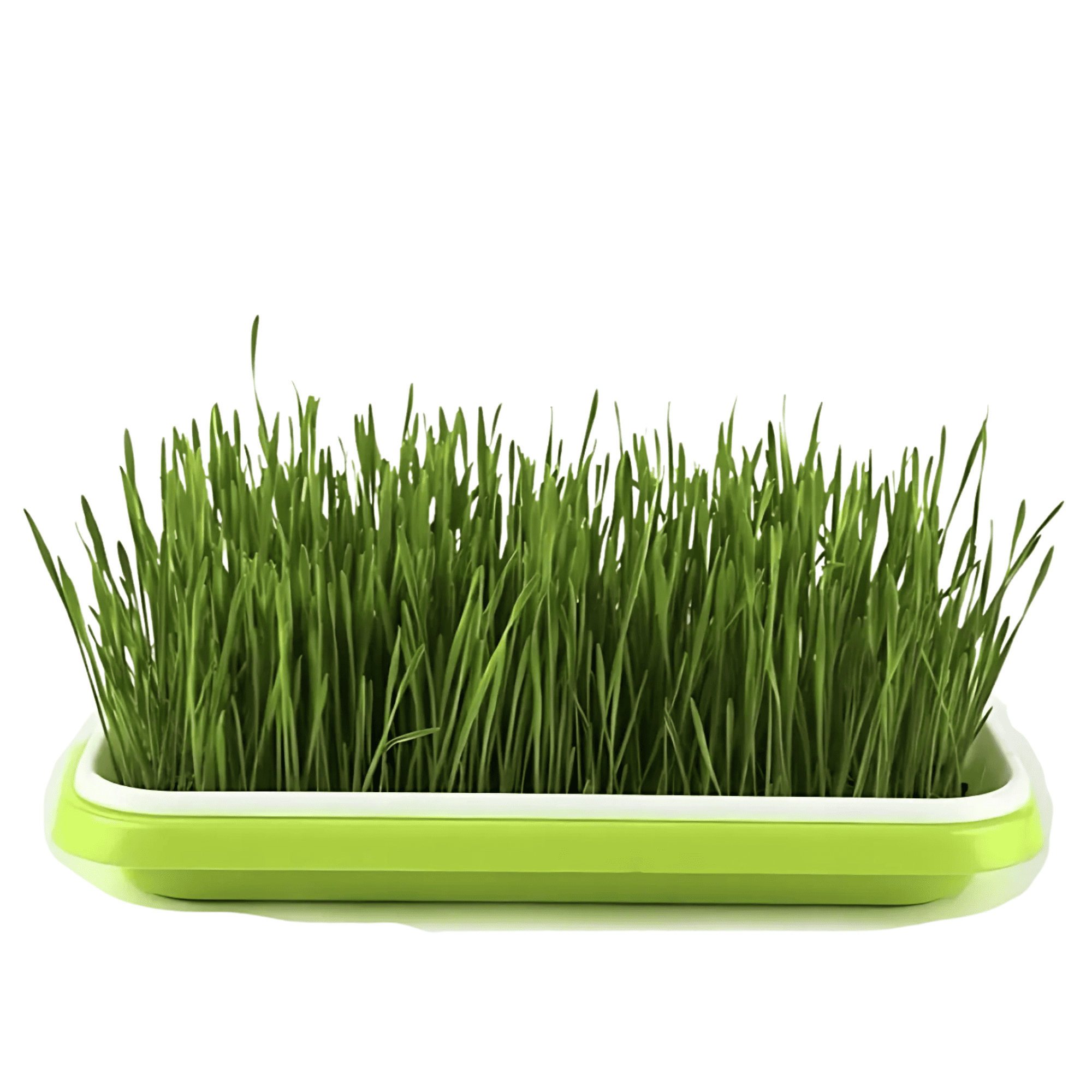 seed germination tray